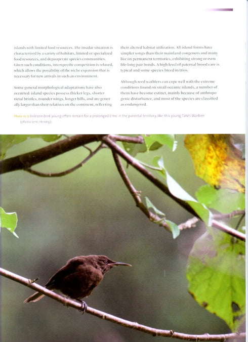 the Reed Warbler  Bernd Leisler (2011